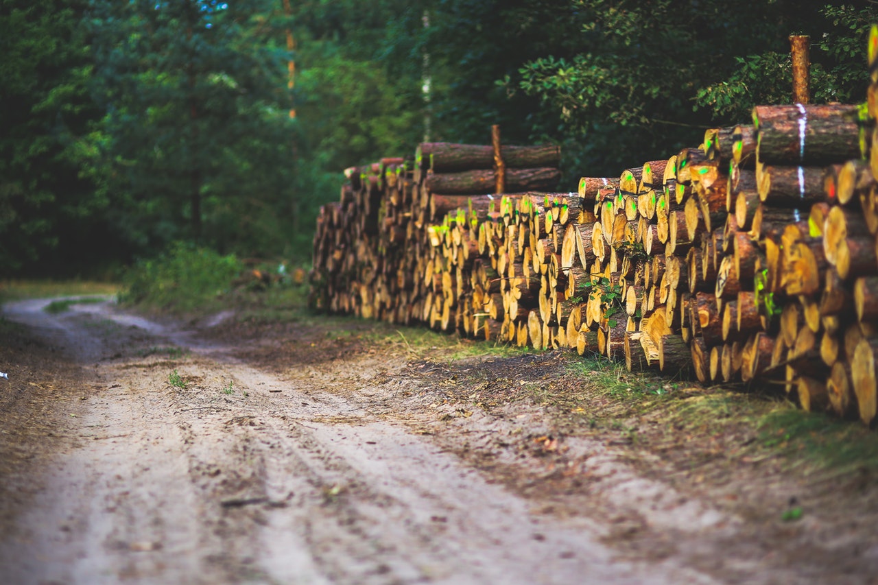 Logging-In-Forest-Trees