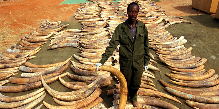 Photo Courtesy of IFAW
