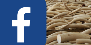 Wildlife Trafficking Whistleblowers