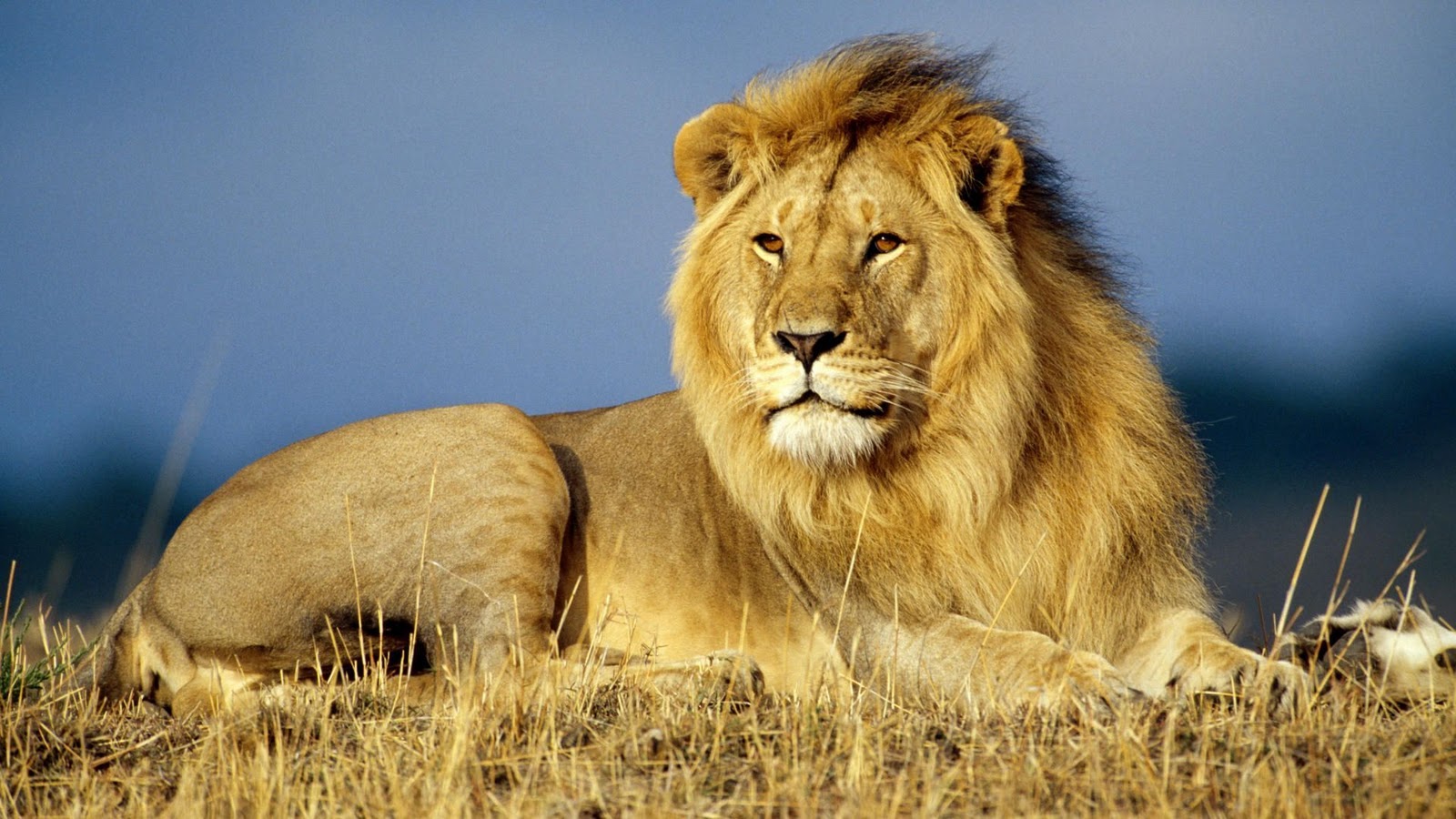 lion-sitting-wild