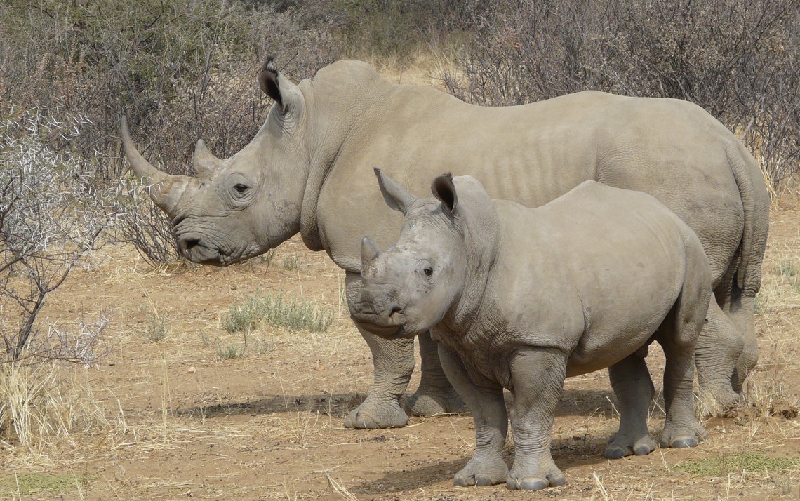 rhino-and-baby-rhino-africa