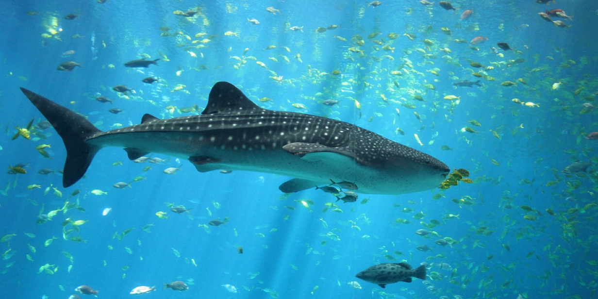 shark-swimming-blue-ocean