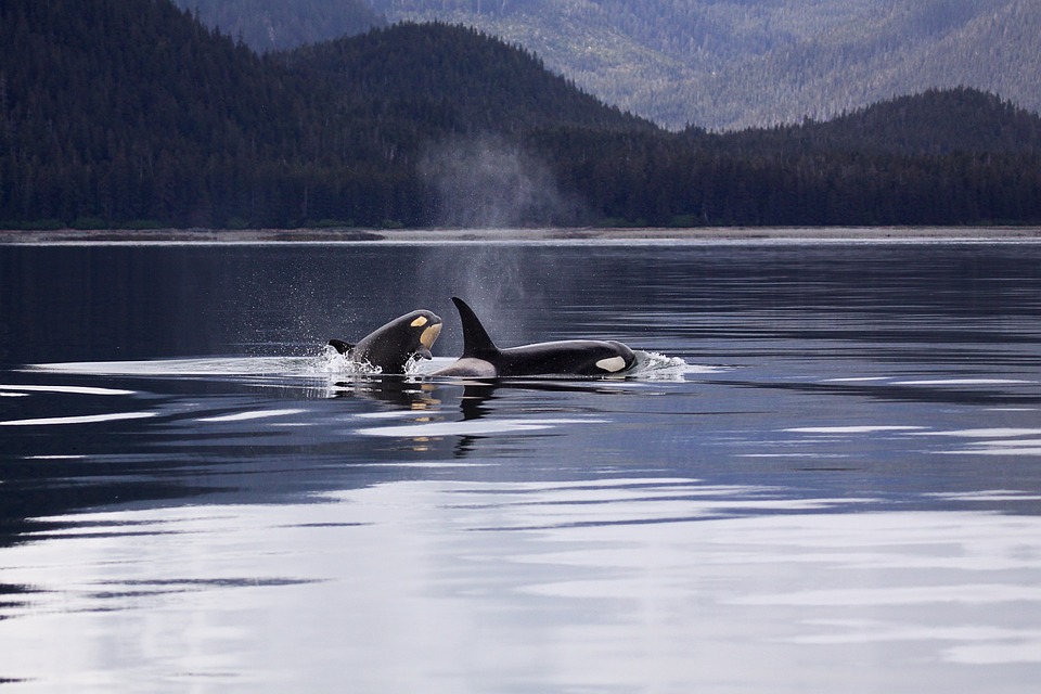 killer-whales-endangered-species