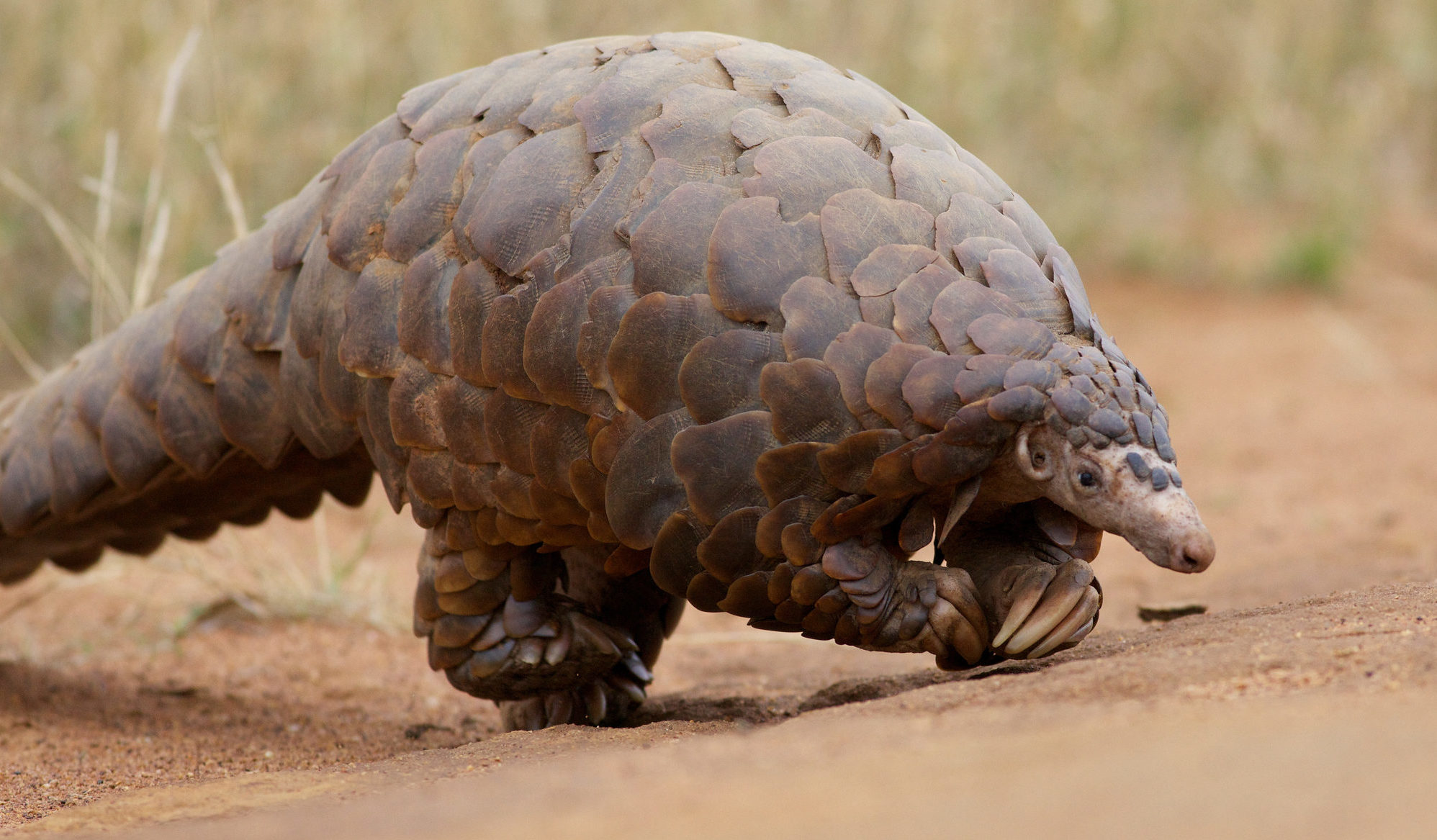 pangolin-endangered-species-walking