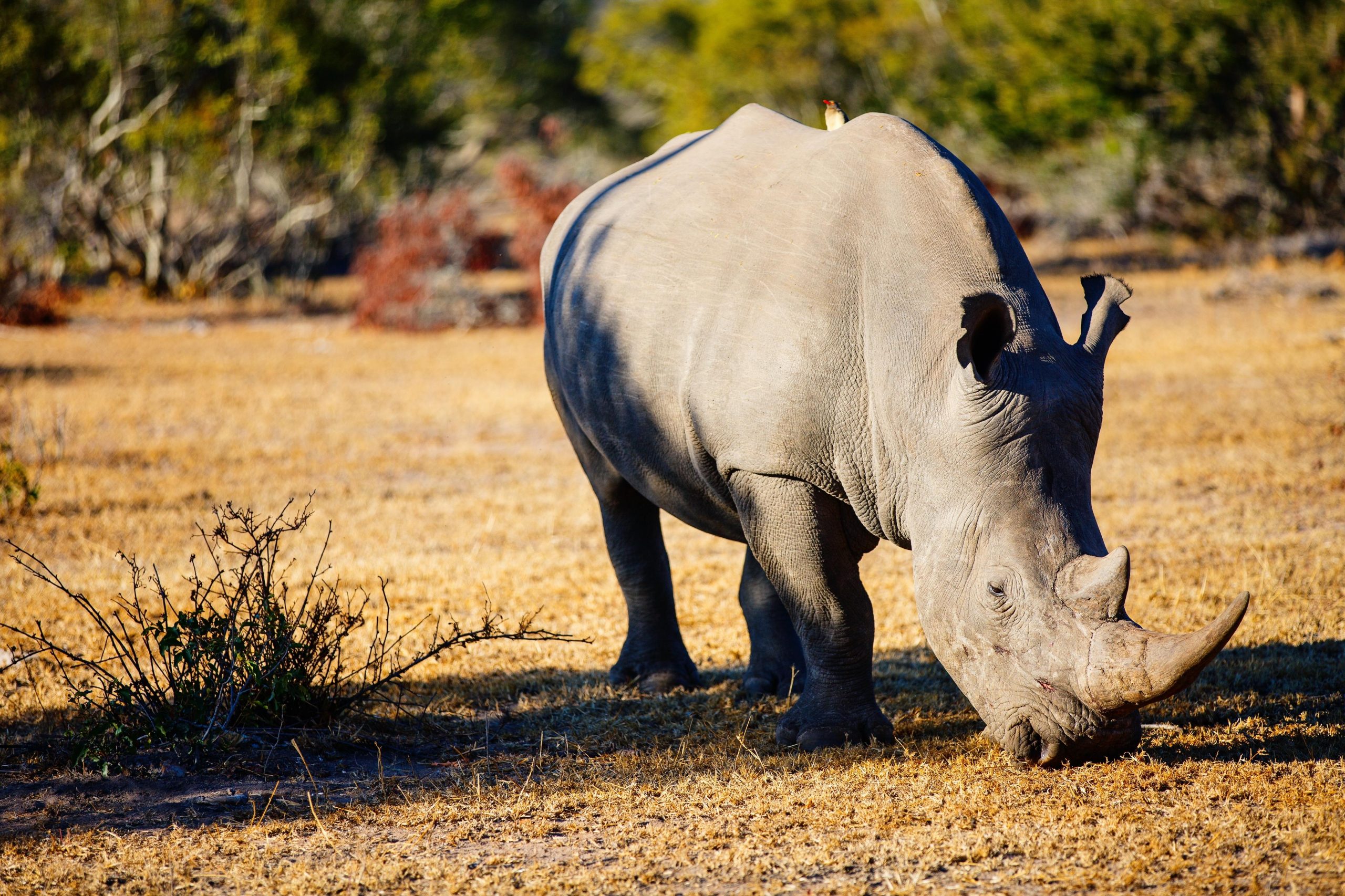 Black Rhino