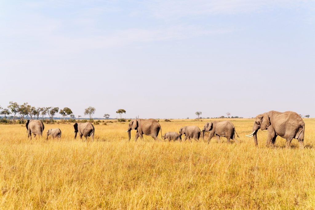 Elephant herd