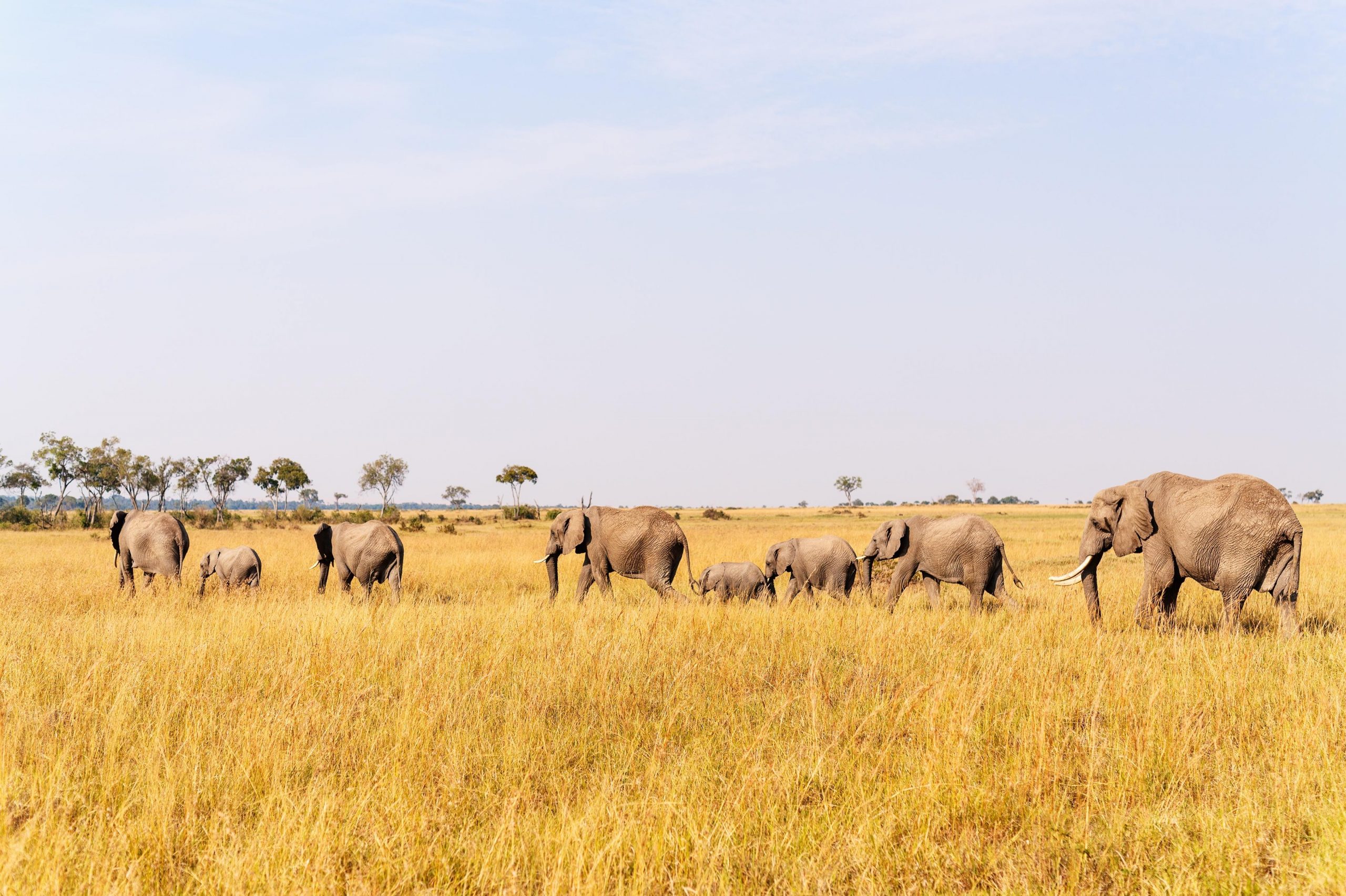 Elephant herd